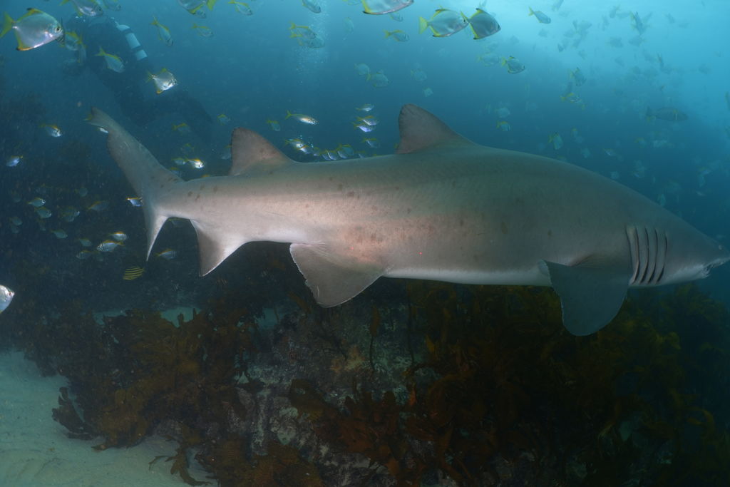 9315cea8-f274-483d-8eca-ce03b193a18a