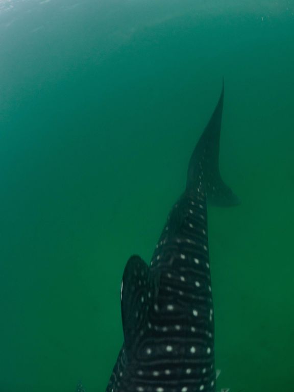 8f44ee68-5876-4a23-b21e-00cc0daca5af