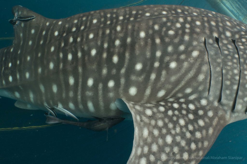 afc109e8-d619-47c1-b694-4571b6cc6f94