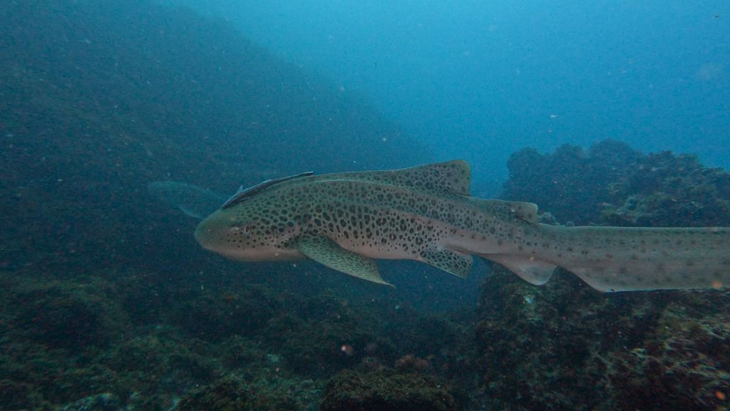 3a2751bc-ea70-4b83-b739-0ea300e7d27e