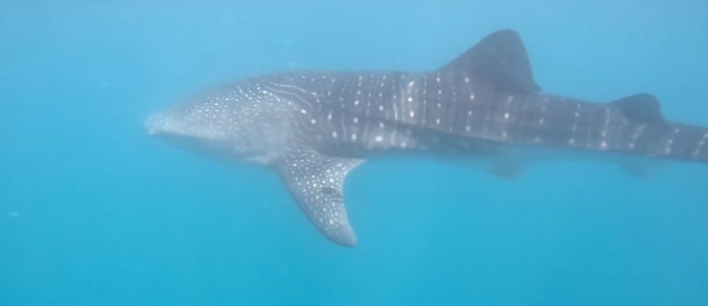 042292af-6212-49d5-91e5-582c082f6e7f