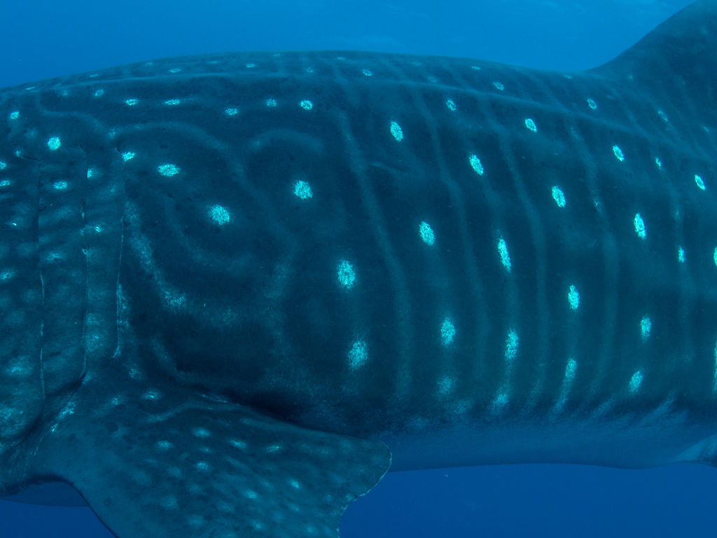 eccde35b-6993-4bf7-944b-d741cbcb1bc5