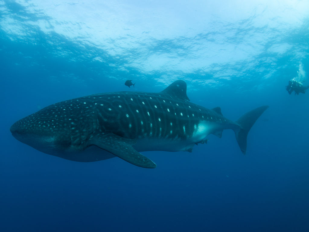 eccde35b-6993-4bf7-944b-d741cbcb1bc5