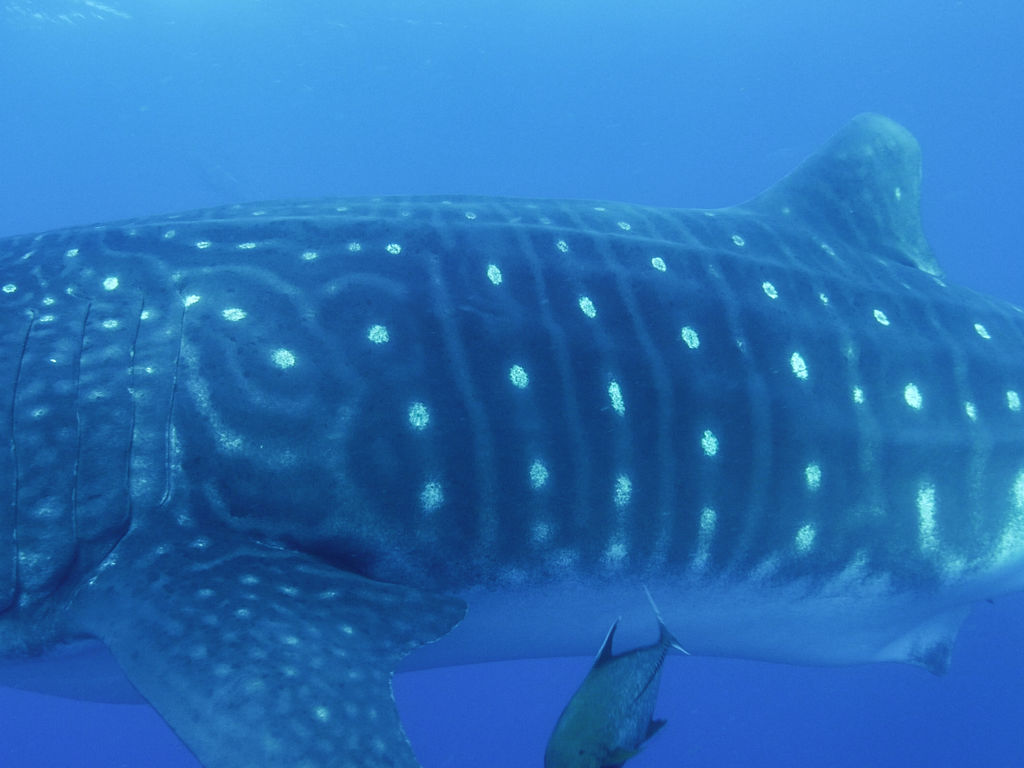 eccde35b-6993-4bf7-944b-d741cbcb1bc5