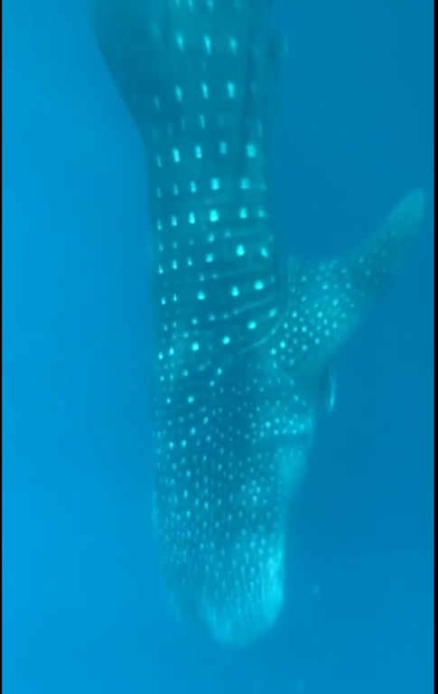 f5203086-057b-47ea-ae82-14bd47f78eaf