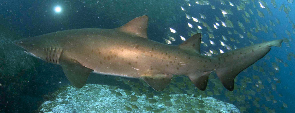 8b1dc38e-e302-4e56-b7a3-ce4a327e7d63