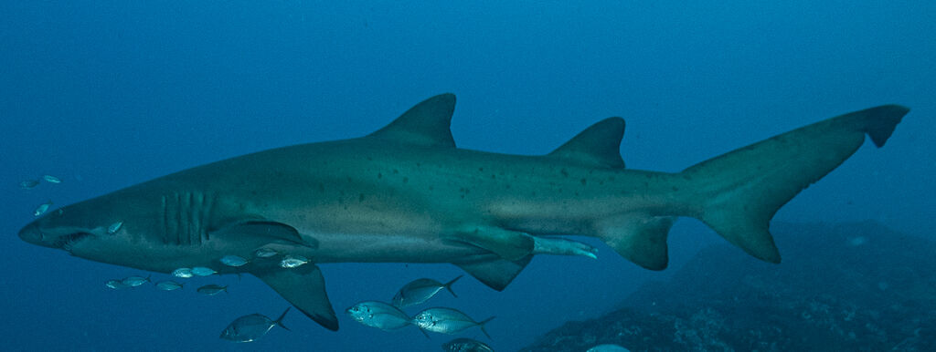 f291b4da-031c-4cbf-8b62-b1f26ab5c02a