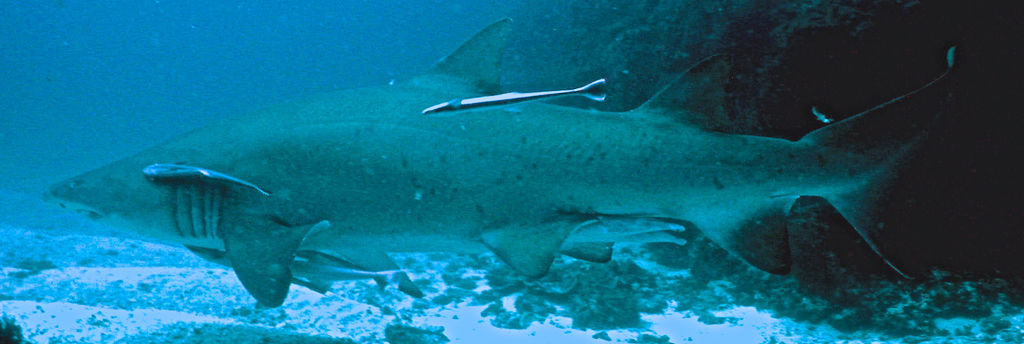 4445f16e-1e1c-4d37-bd53-9cbf6735d345