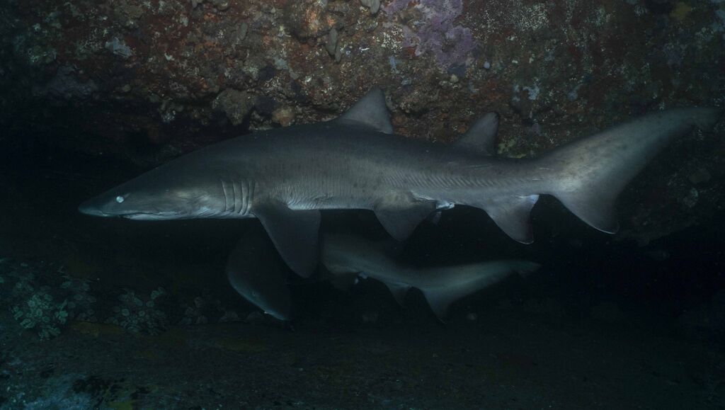 f9a132f2-6800-451c-9700-d692ad72811e