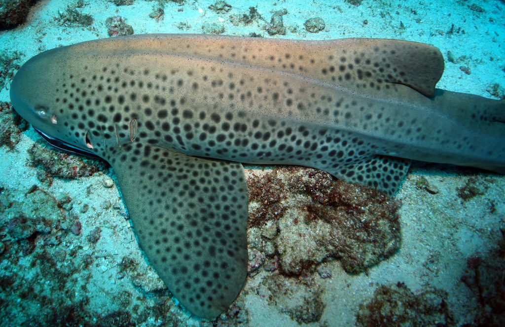 d4c0d937-f8b2-4b14-9fa0-5c865deed5dc