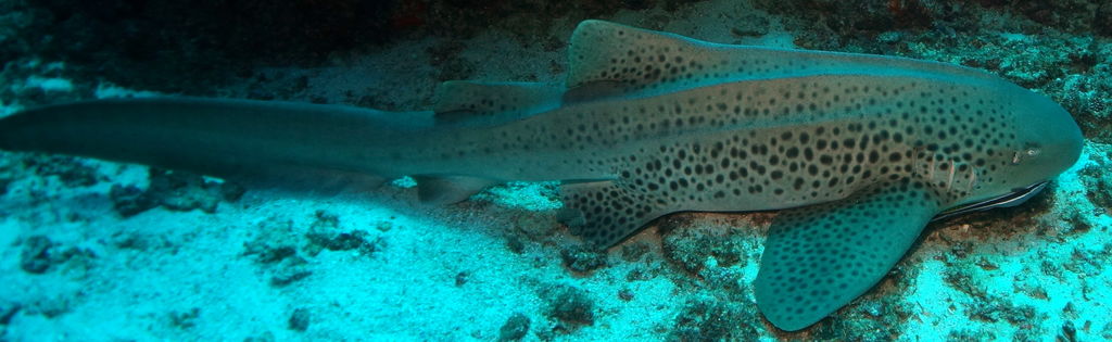 d4c0d937-f8b2-4b14-9fa0-5c865deed5dc