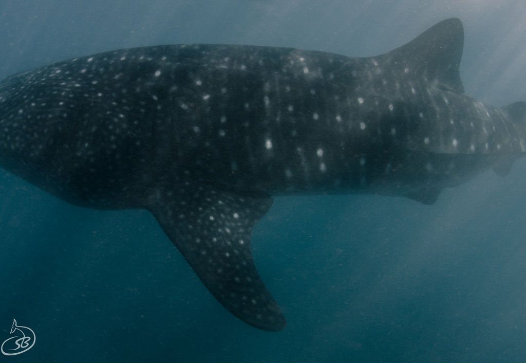 18459f29-eba1-445e-8bd4-e3ed5239a209