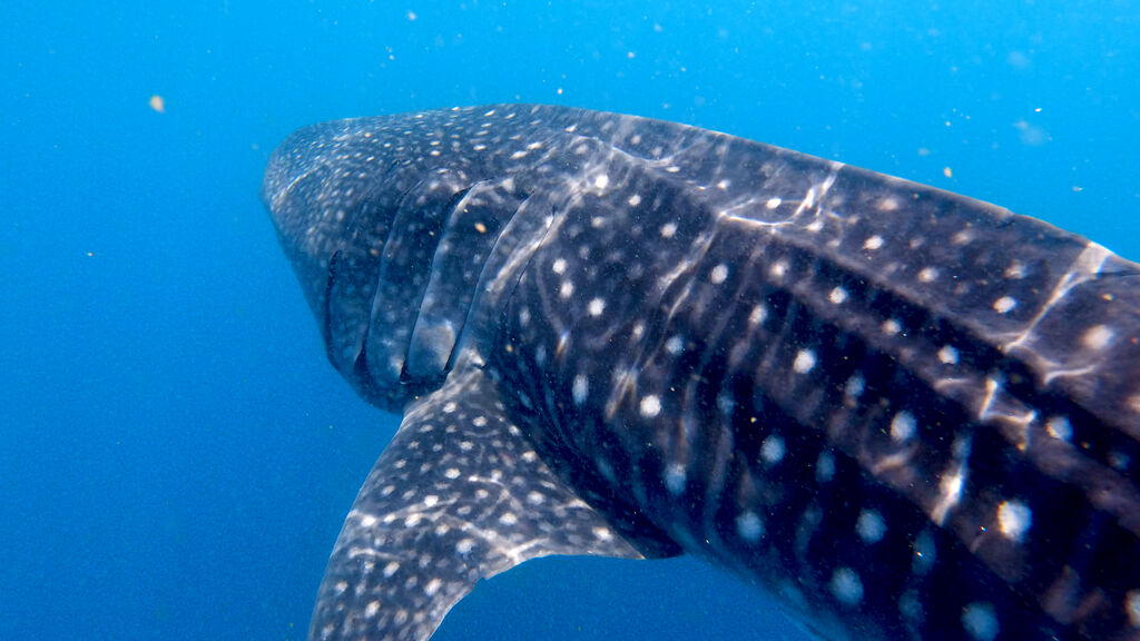 2c9f9d3c-1bde-414f-9b5a-c8badc19ac5d