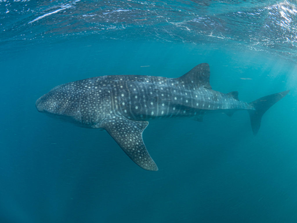 7bb03183-aa10-4434-b7b7-70376d9d1089