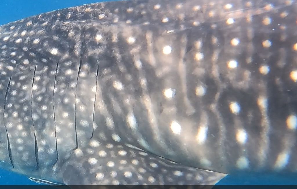 4ae22995-544b-4d5c-bee0-f3a8ff25d86f