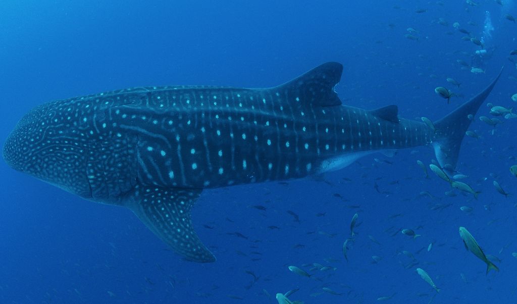 cecd651b-c965-4444-bfd2-68527f54db20