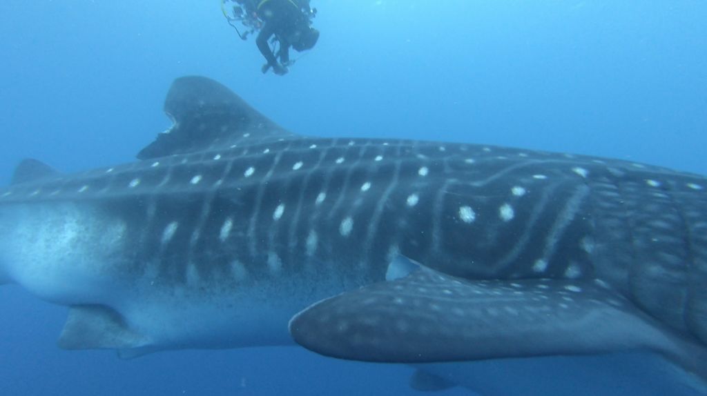 cecd651b-c965-4444-bfd2-68527f54db20