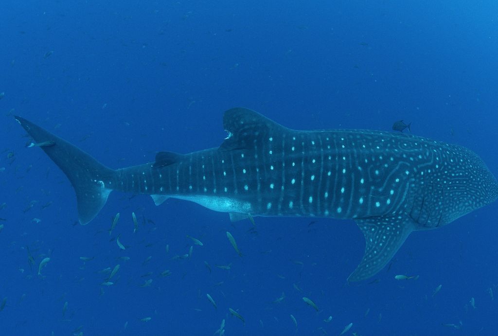 cecd651b-c965-4444-bfd2-68527f54db20