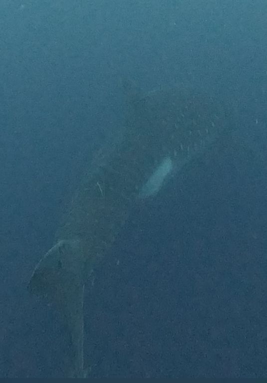 2935f268-a1cd-4409-bb45-4a3a54996f5b