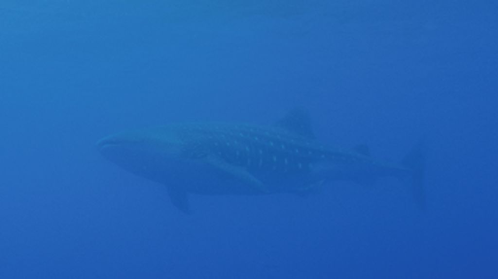 a5517fc4-9e99-4ca0-8778-b42eede7ab1f