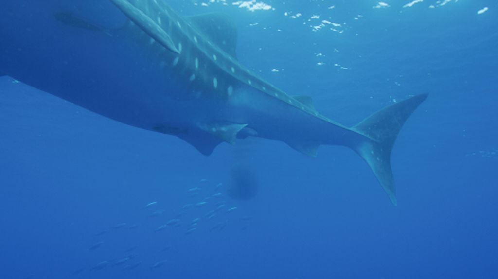 a5517fc4-9e99-4ca0-8778-b42eede7ab1f