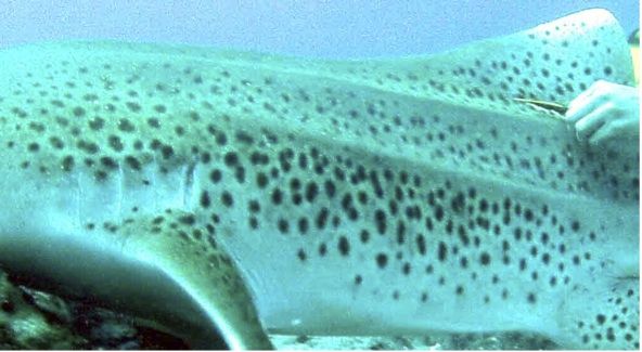 5f69cd08-188e-4505-bef4-f2a347a93e23