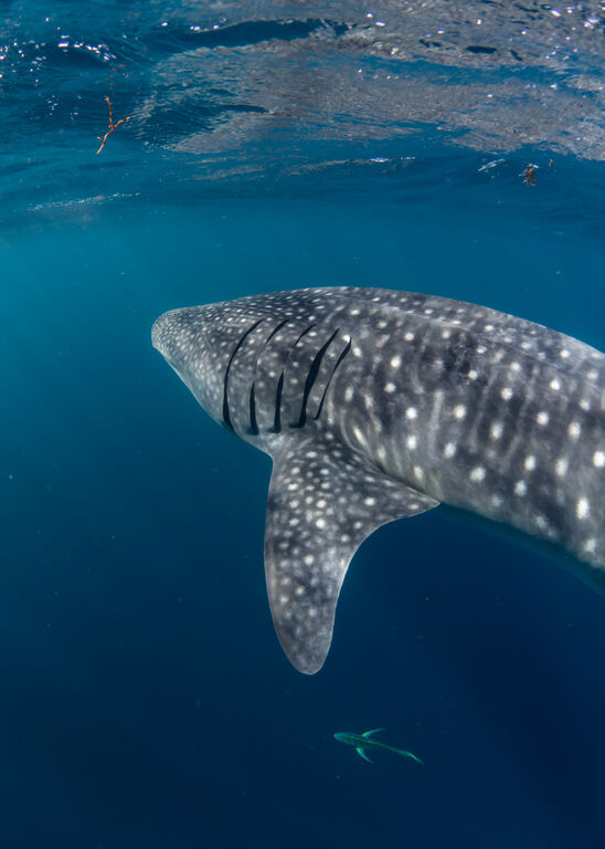 e2db9bee-dd82-49a8-a8ff-90af564bcb78