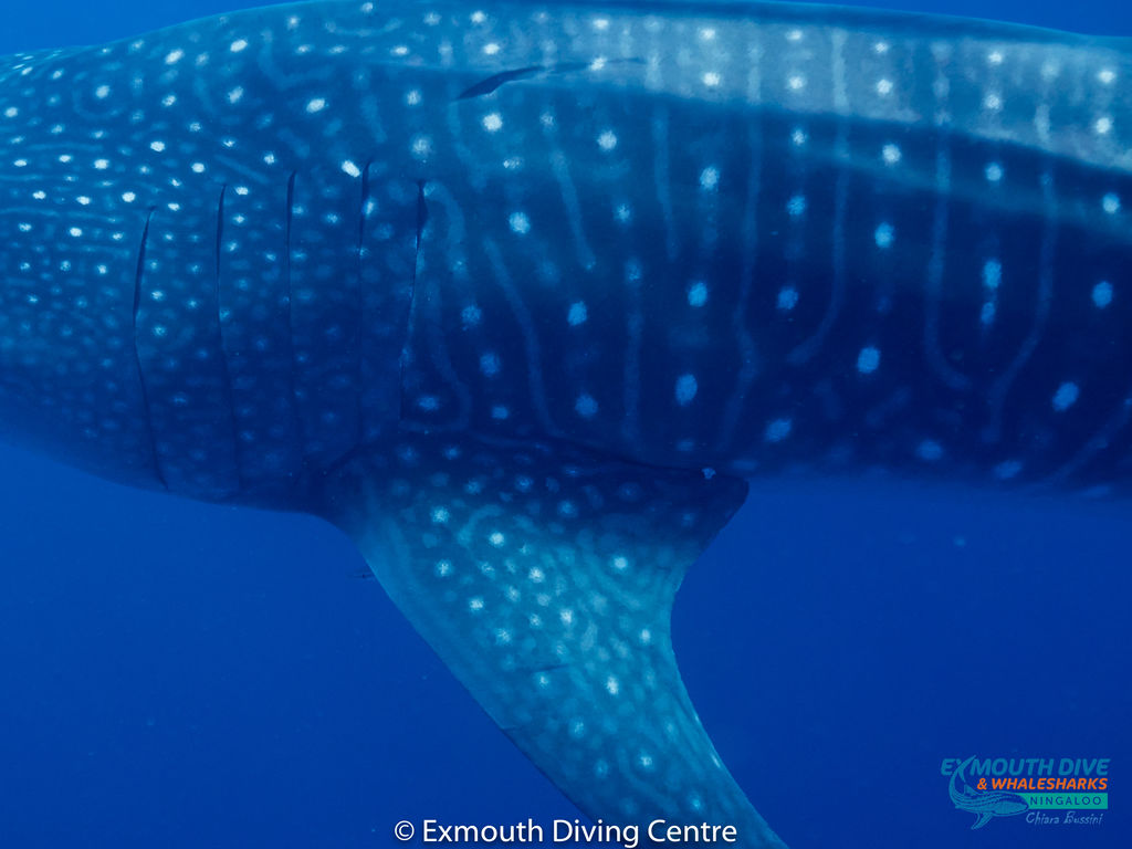 629ae84b-66e0-4669-8d94-9c25e0cd37f5