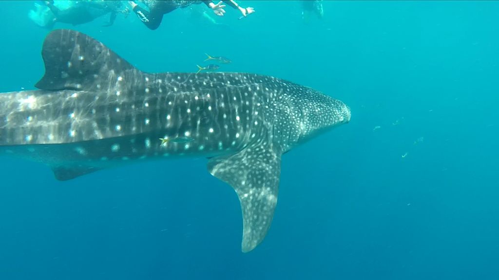 96f63e13-a45f-4746-849e-55beb88fcc6c