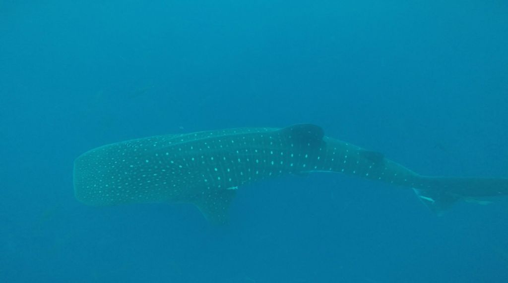 56d2a937-ae46-40c5-b37c-526b64d21270