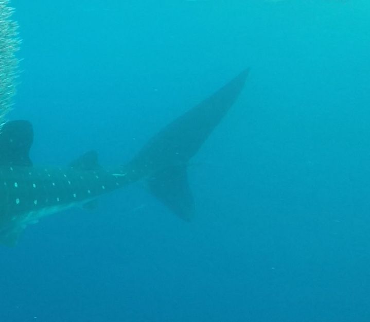 56d2a937-ae46-40c5-b37c-526b64d21270