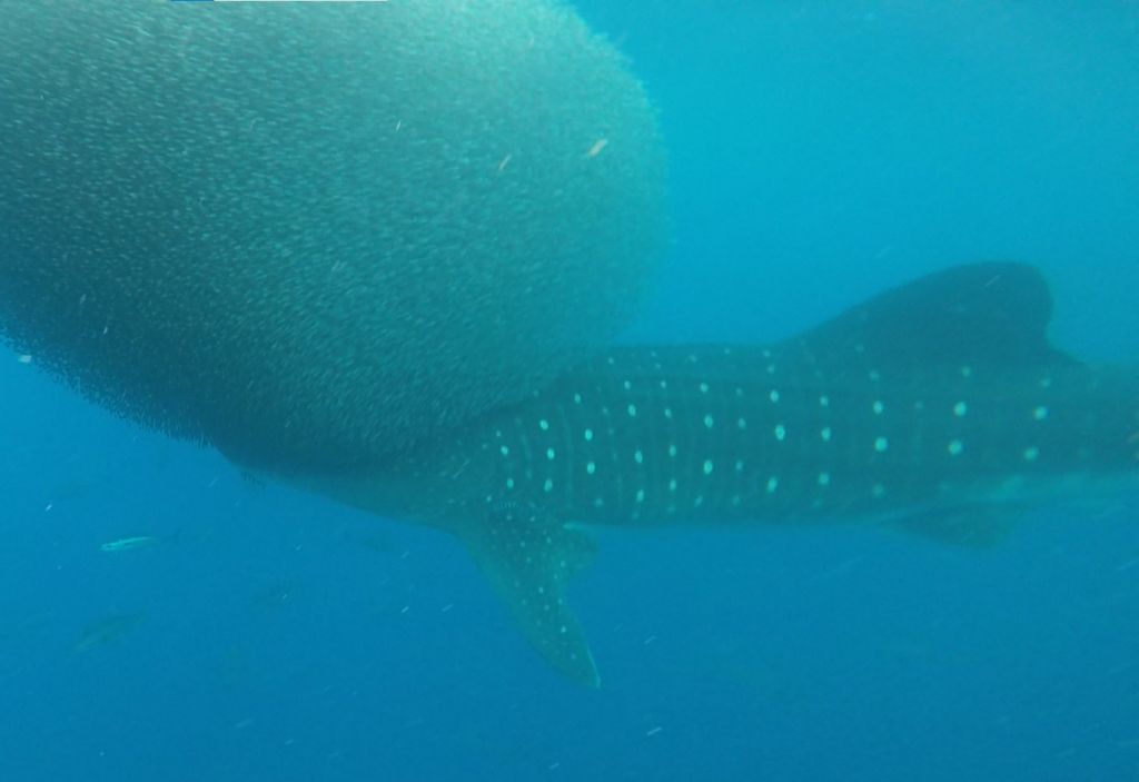 56d2a937-ae46-40c5-b37c-526b64d21270