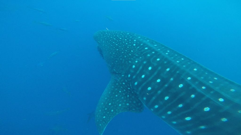 56d2a937-ae46-40c5-b37c-526b64d21270