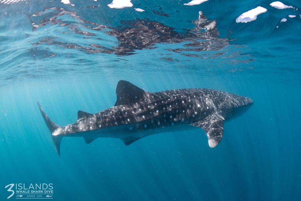 d4065dc6-f4c2-4d32-aaeb-5eecde3896fe