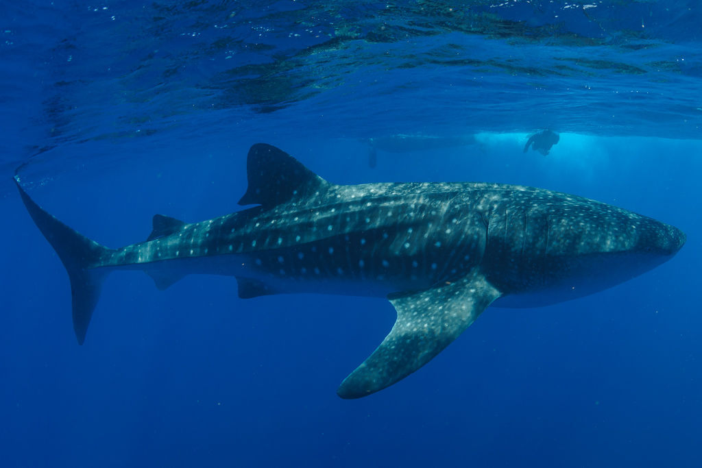 c615ad1c-0e05-49ec-9340-86110d8fd737