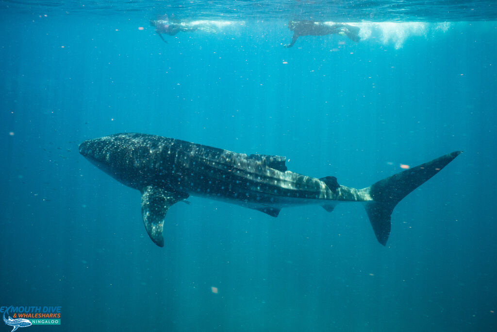 1e86a2cf-abc5-486d-bbfc-b3a9730b4864