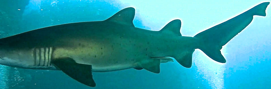 84eca52b-c021-4618-a94b-64c6df8587d3