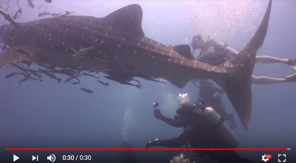 bd736f48-b0a9-4651-ae0f-fe9bde8ce1e2