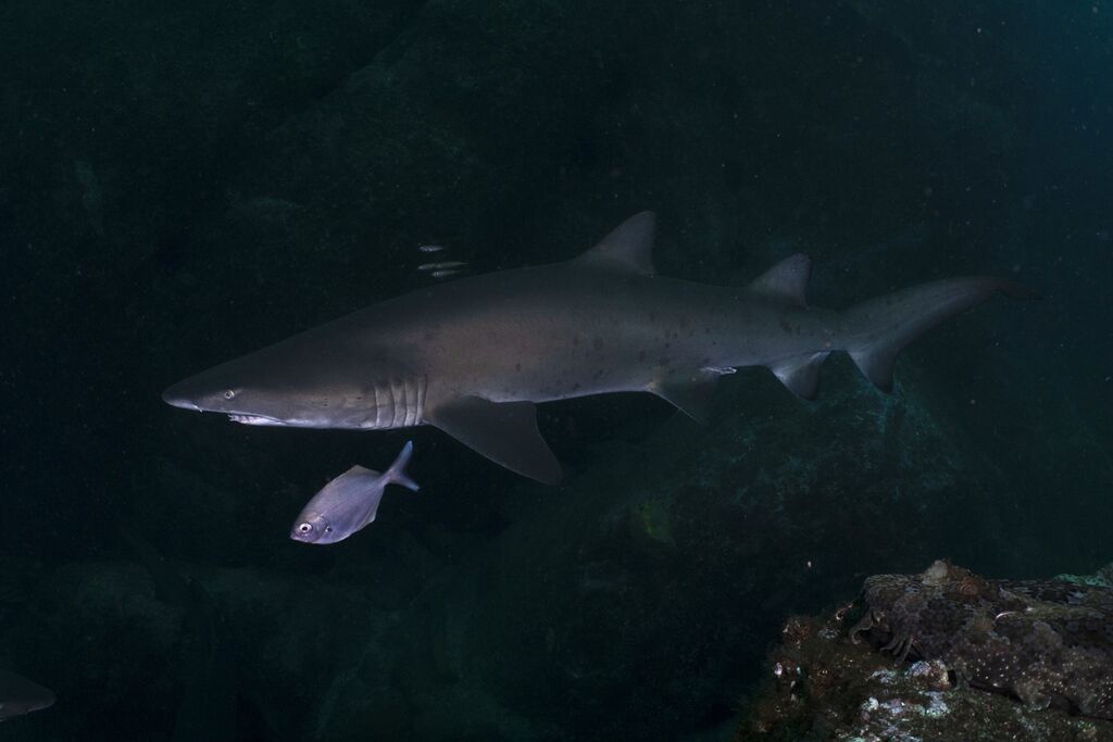 0031bd56-eca2-4a8a-b6b6-6827aefcfacc