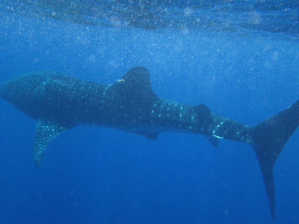 113ee650-6a89-48a5-90e8-52311a051da7