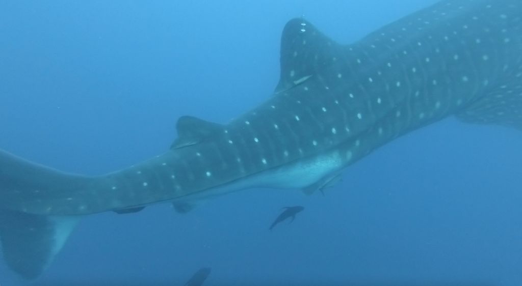 c4c5eae4-4a64-4730-b138-b0a4776792b4