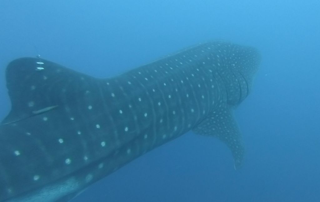 c4c5eae4-4a64-4730-b138-b0a4776792b4