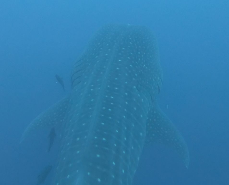 c4c5eae4-4a64-4730-b138-b0a4776792b4