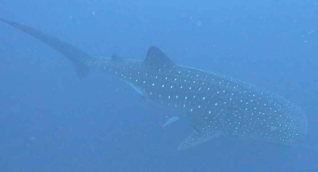 68cddee3-a5f7-459c-b0a6-9bdb066c1d2e