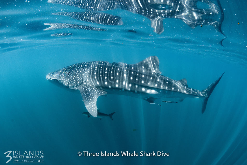 308e1638-3355-4e5a-99f1-59f1aa46680a