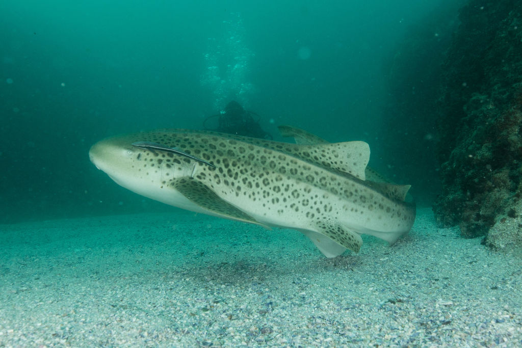 ebc464dd-aab1-417f-a270-5ac76ca1d8ff