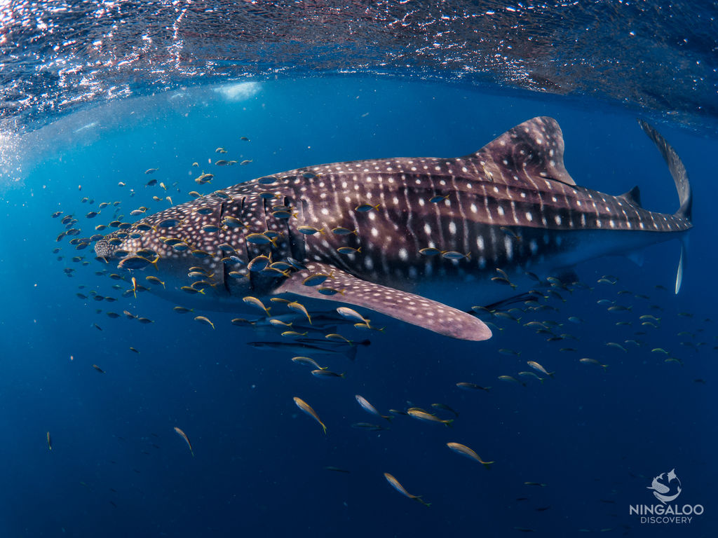 83f3771d-cca2-4dda-af1e-140d88582473