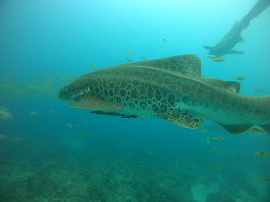 5fb40203-24b5-44fc-9d21-a3b89d6b4686