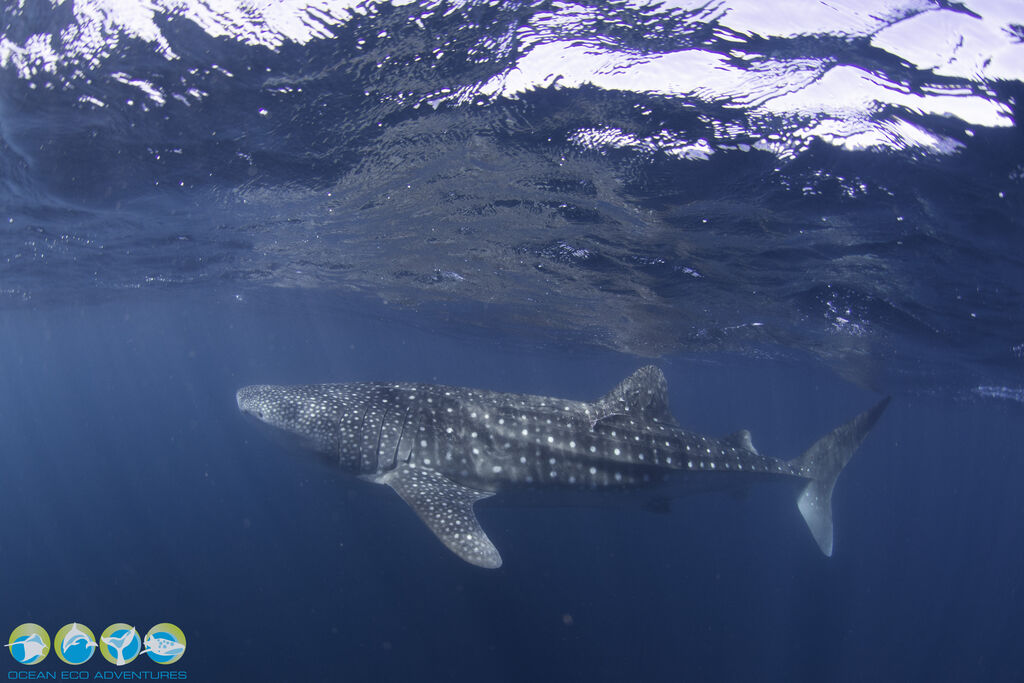 5b2c72a2-e335-4f4f-a183-b9bb54320350