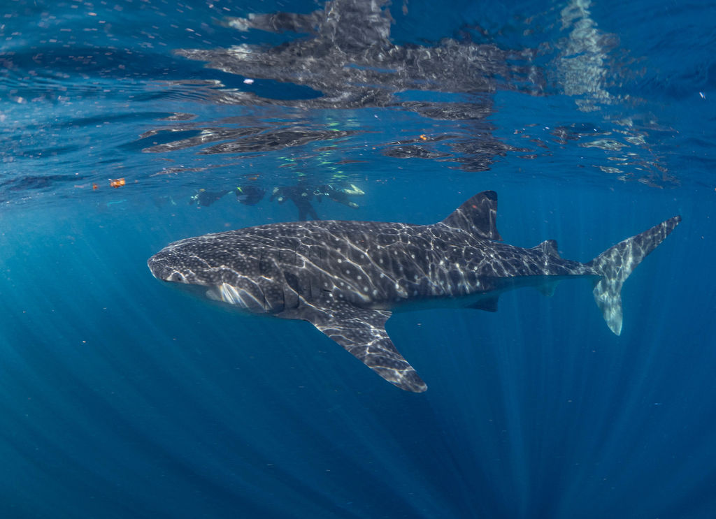 944daff9-246e-4150-919d-72b2920a25b8